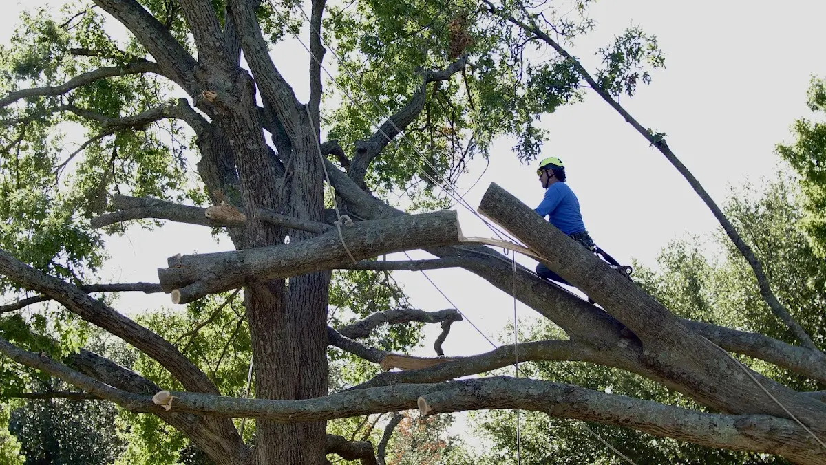 Professional Crown Thinning performed by certified arborists in Harman